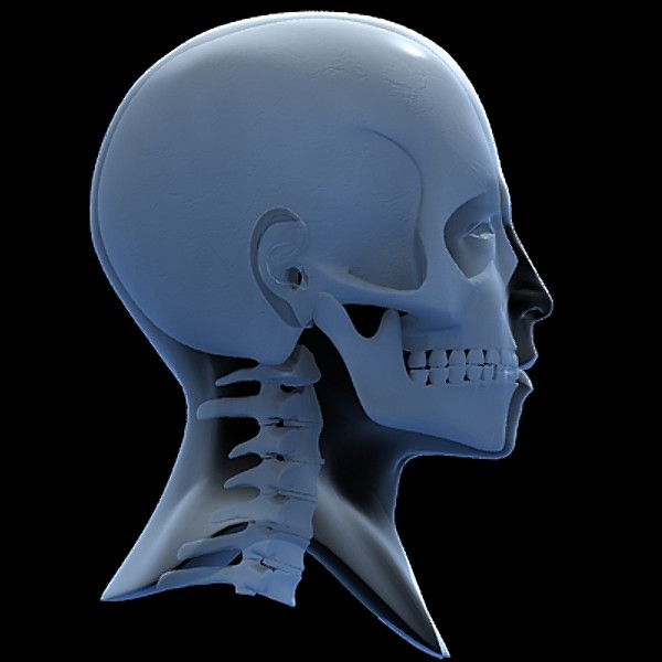 skull cervical spine 3d max - Skull and cervical spine by RadioMatrix