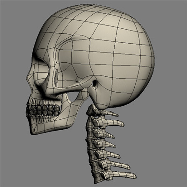 skull cervical spine 3d max - Skull and cervical spine by RadioMatrix