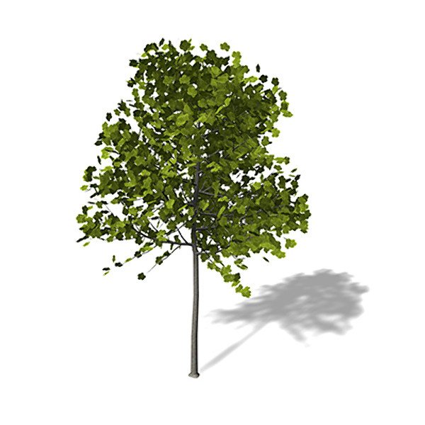 3d xfrogplants italian maple tree model - XfrogPlants Italian Maple by xfrog