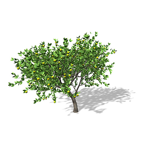 xfrogplants mexican lime tree shrub 3d model - XfrogPlants Mexican Lime by xfrog