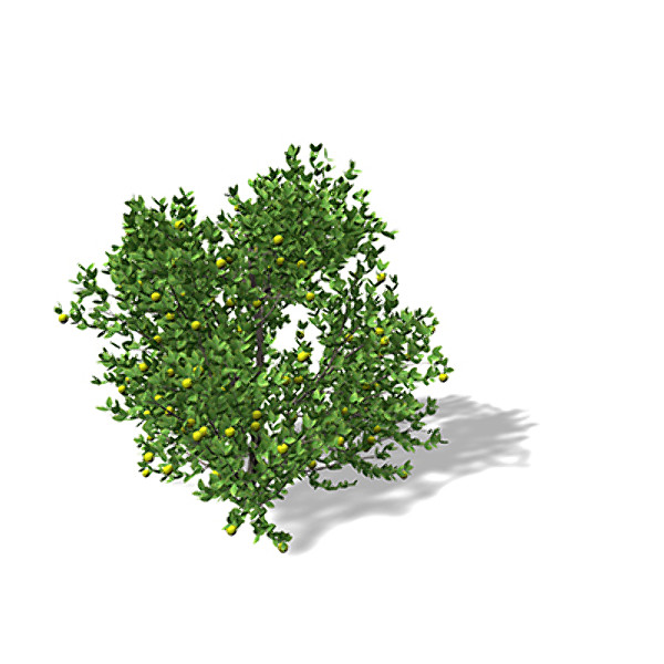 xfrogplants mexican lime tree shrub 3d model - XfrogPlants Mexican Lime by xfrog