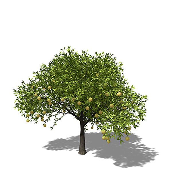xfrogplants grapefruit tree fruits 3d model - XfrogPlants Grapefruit Tree by xfrog