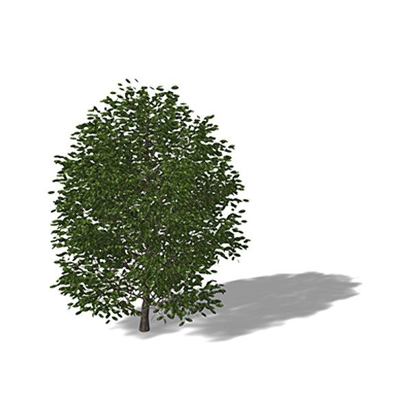 max xfrogplants laurel tree - XfrogPlants Laurel by xfrog