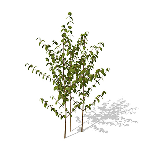 xfrogplants bloodtwig dogwood plant 3d c4d - XfrogPlants Bloodtwig Dogwood by xfrog