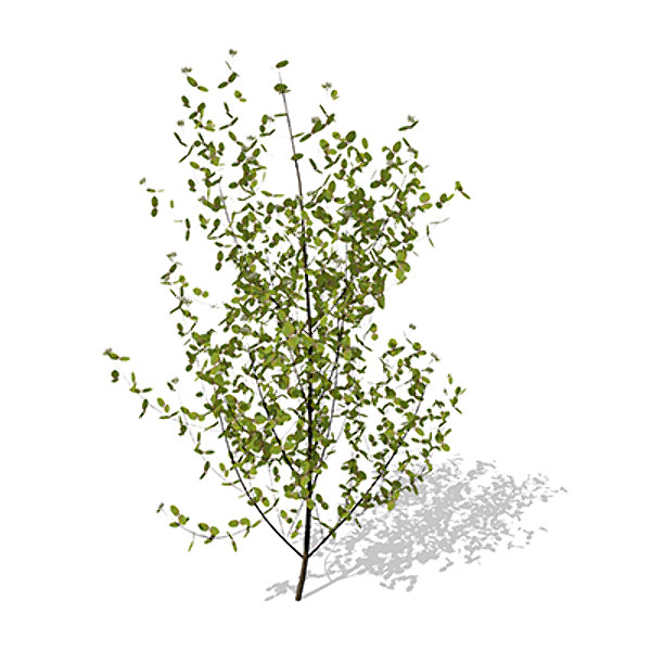 xfrogplants bloodtwig dogwood plant 3d c4d - XfrogPlants Bloodtwig Dogwood by xfrog