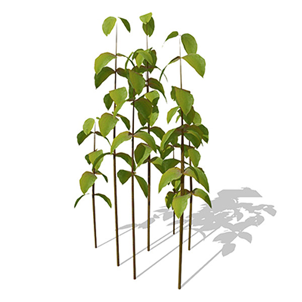 xfrogplants bloodtwig dogwood plant 3d c4d - XfrogPlants Bloodtwig Dogwood by xfrog
