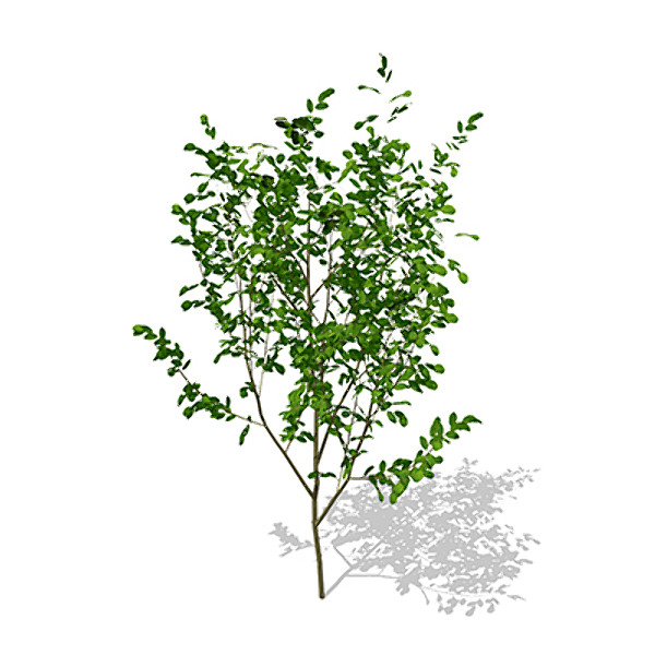 3d model xfrogplants european buckthorn europe - XfrogPlants European Buckthorn by xfrog