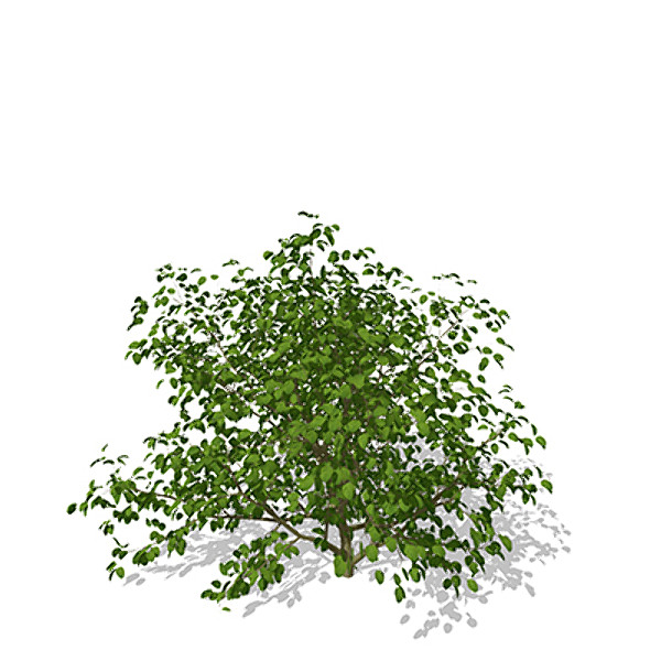 3d model xfrogplants european buckthorn europe - XfrogPlants European Buckthorn by xfrog
