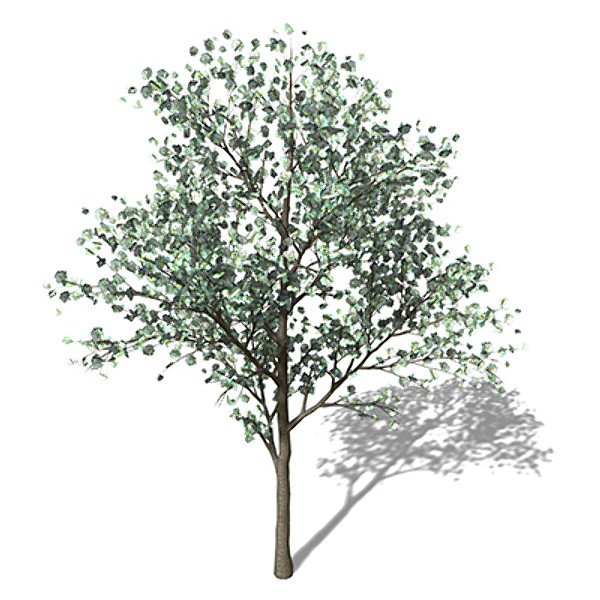 3d xfrogplants blossoming sweet cherry tree - XfrogPlants Blossoming Sweet Cherry by xfrog