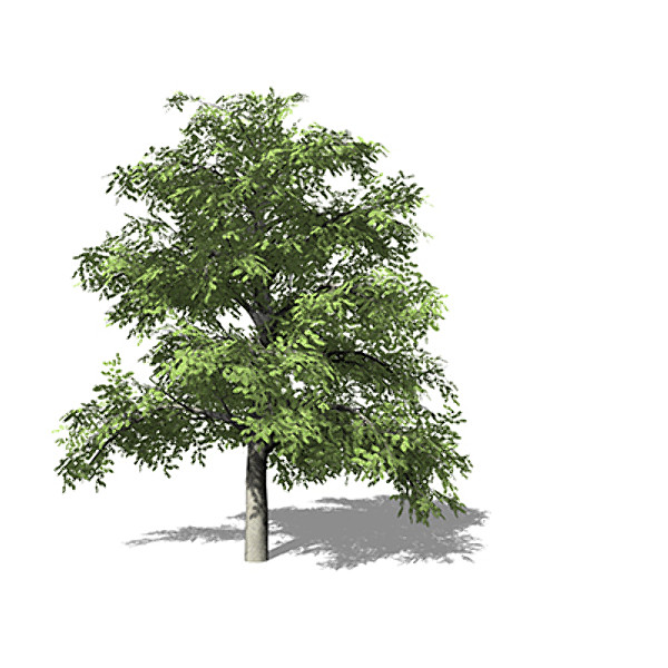 3d model xfrogplants european beech tree - XfrogPlants European Beech by xfrog