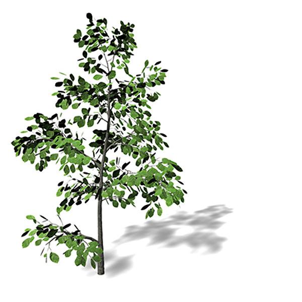 3d model xfrogplants european beech tree - XfrogPlants European Beech by xfrog