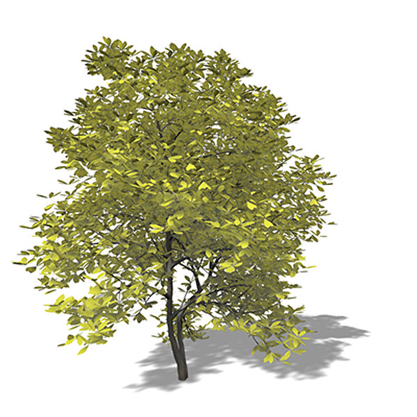 xfrogplants umbrella magnolia tree c4d - XfrogPlants Umbrella Magnolia by xfrog
