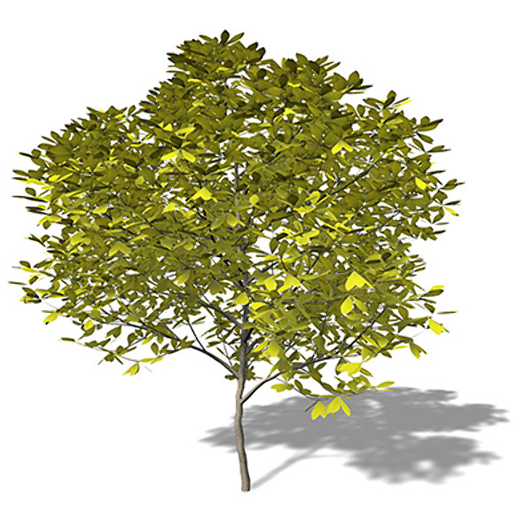 xfrogplants umbrella magnolia tree c4d - XfrogPlants Umbrella Magnolia by xfrog