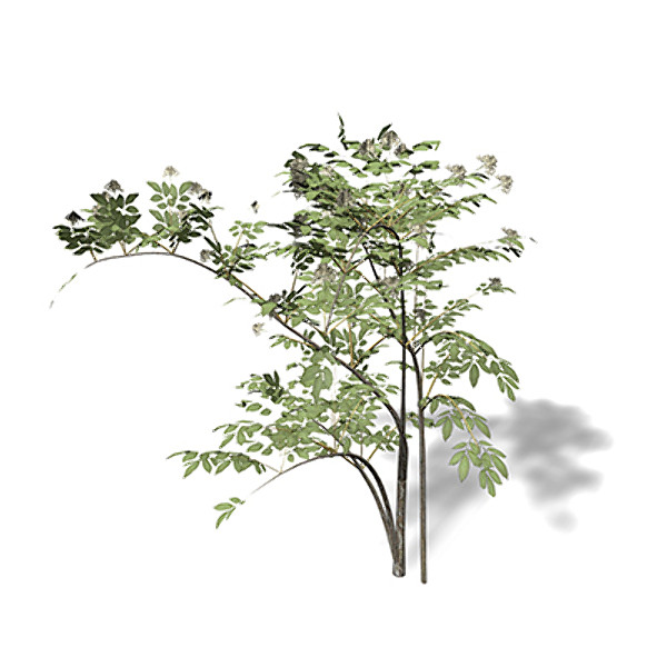 3d xfrogplants elderberry tree plant - XfrogPlants Elderberry by xfrog