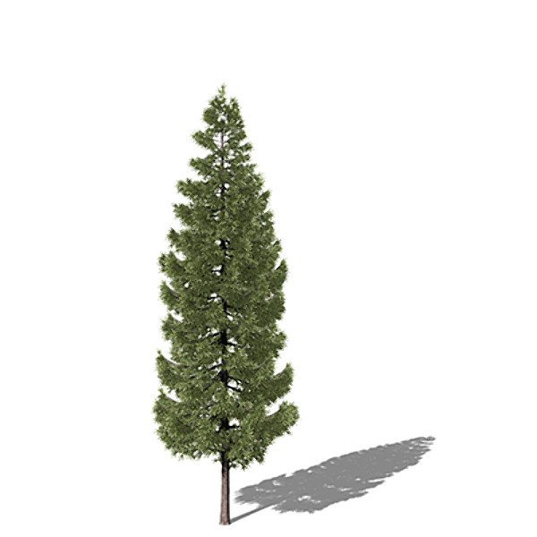 3d xfrogplants oriental spruce tree model - XfrogPlants Oriental Spruce by xfrog