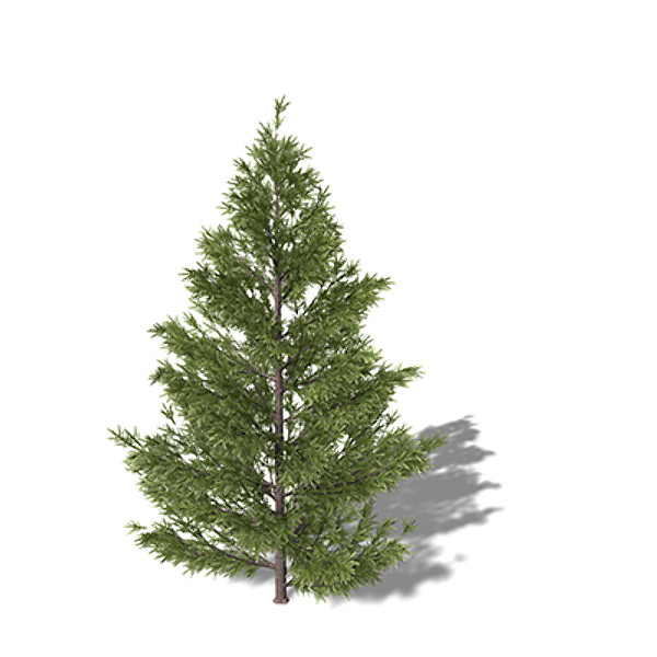 3d xfrogplants oriental spruce tree model - XfrogPlants Oriental Spruce by xfrog