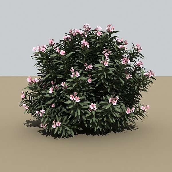 3dsmax oleander bush pink - oleander_bush_pink by monkeyodoom