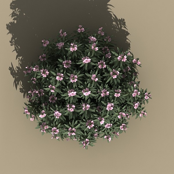 3dsmax oleander bush pink - oleander_bush_pink by monkeyodoom