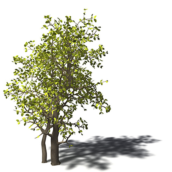 xfrogplants egyptian carissa tree 3ds - XfrogPlants Egyptian Carissa by xfrog