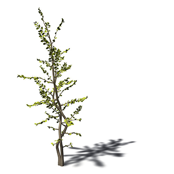 xfrogplants egyptian carissa tree 3ds - XfrogPlants Egyptian Carissa by xfrog