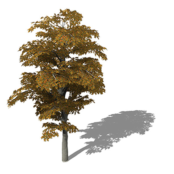 3d xfrogplants autumn european beech - XfrogPlants Autumn European Beech by xfrog