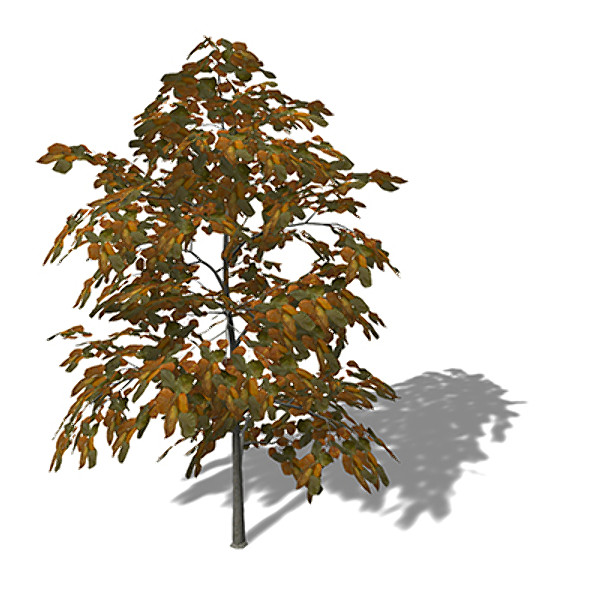 3d xfrogplants autumn european beech - XfrogPlants Autumn European Beech by xfrog