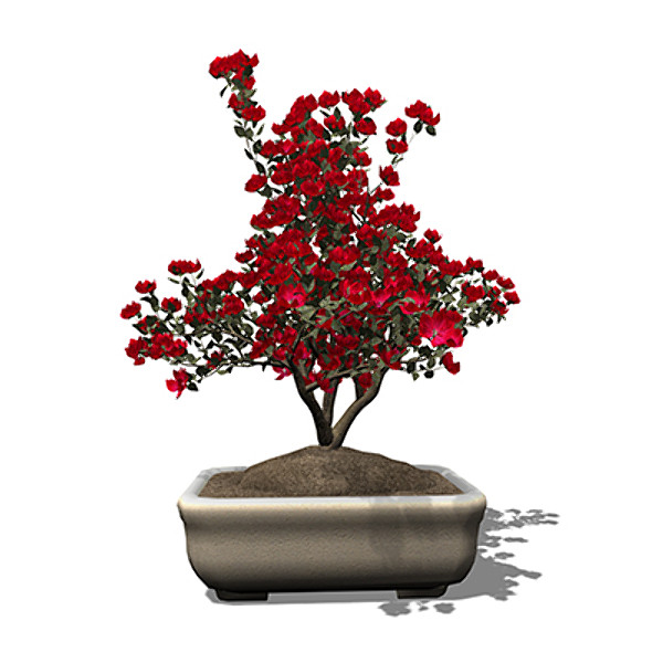 xfrogplants bonsai satsuki azalea 3d 3ds - XfrogPlants Bonsai Satsuki Azalea by xfrog