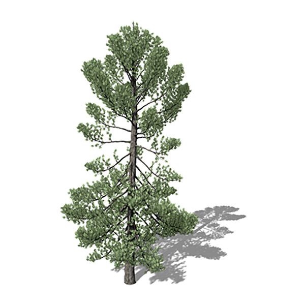 maya xfrogplants swiss stone pine - XfrogPlants Swiss Stone Pine by xfrog