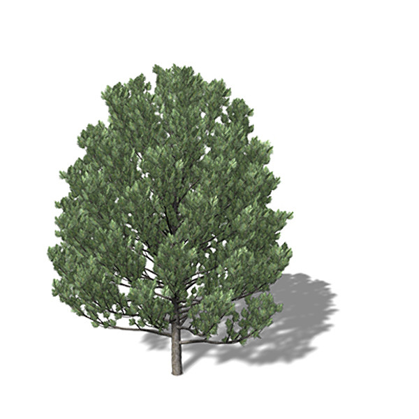 maya xfrogplants swiss stone pine - XfrogPlants Swiss Stone Pine by xfrog
