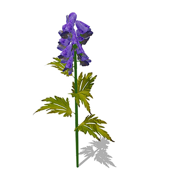 3ds xfrogplants delphinium plant flowers - XfrogPlants Delphinium by xfrog