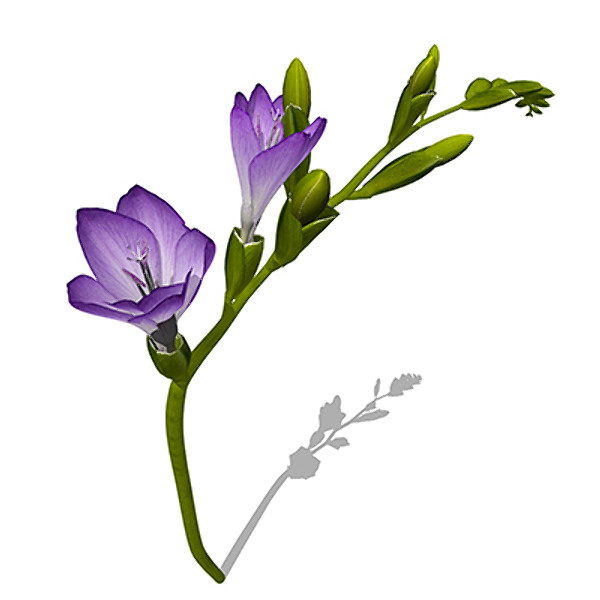 xfrogplants freesia plant 3d model - XfrogPlants Freesia by xfrog