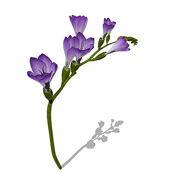xfrogplants freesia plant 3d model - XfrogPlants Freesia by xfrog