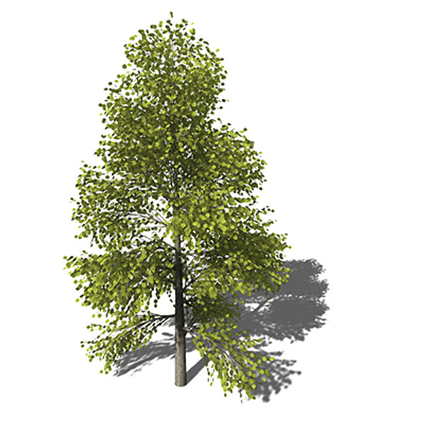 xfrogplants katsura tree 3d model - XfrogPlants Katsura by xfrog
