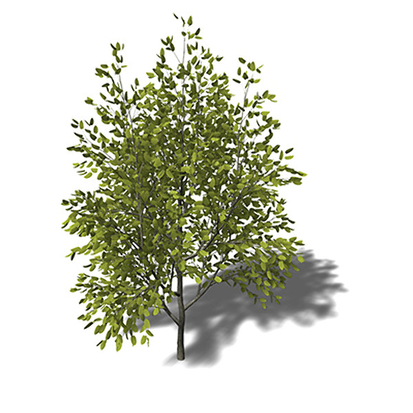 xfrogplants katsura tree 3d model - XfrogPlants Katsura by xfrog