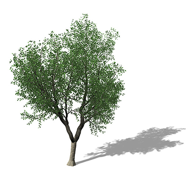max xfrogplants cork oak tree - XfrogPlants Cork Oak by xfrog