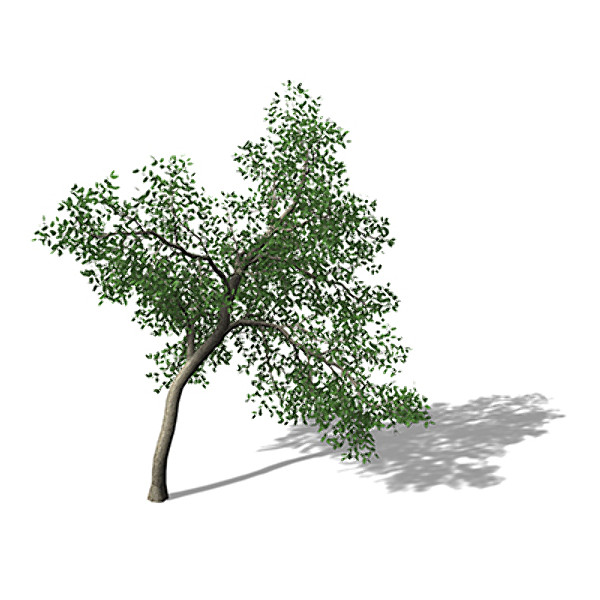 max xfrogplants cork oak tree - XfrogPlants Cork Oak by xfrog