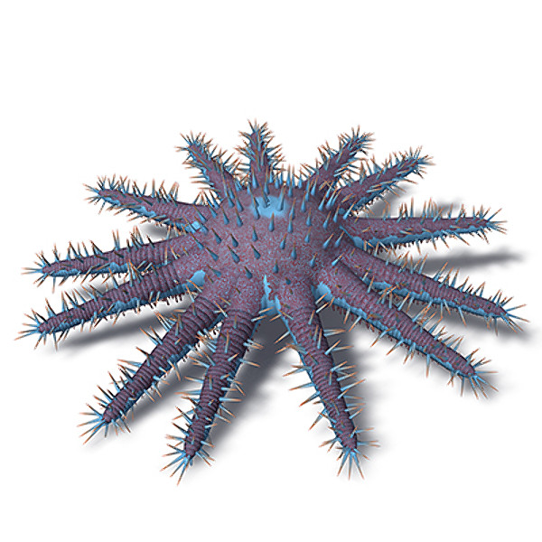 xfrogplants crown-of-thorns starfish plant 3d max - XfrogPlants Crown-of-Thorns Starfish by xfrog