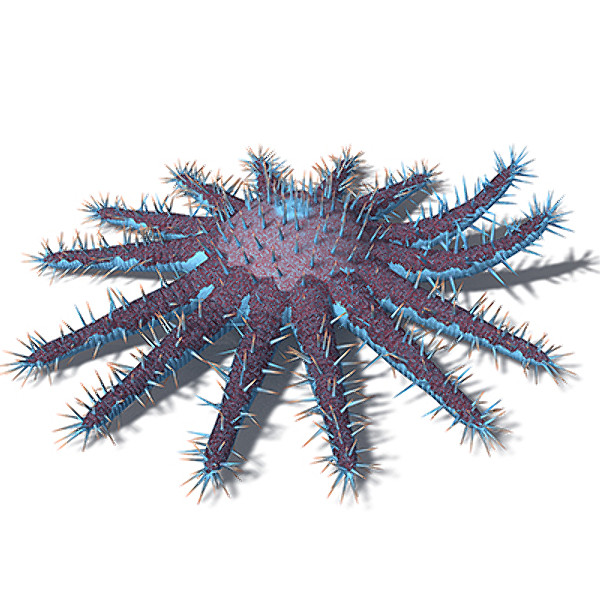 xfrogplants crown-of-thorns starfish plant 3d max - XfrogPlants Crown-of-Thorns Starfish by xfrog