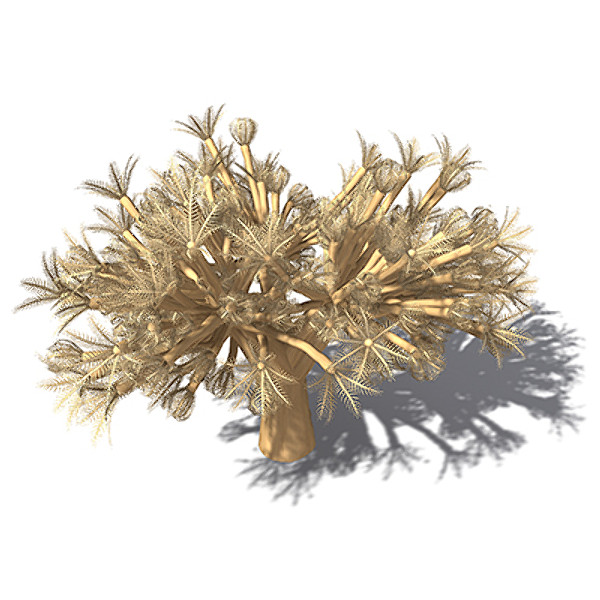 3d xfrogplants pulsing xenia plant model - XfrogPlants Pulsing Xenia by xfrog