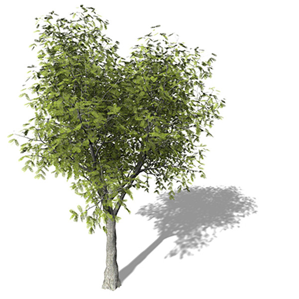 3d model of xfrogplants little walnut tree - XfrogPlants Little Walnut by xfrog