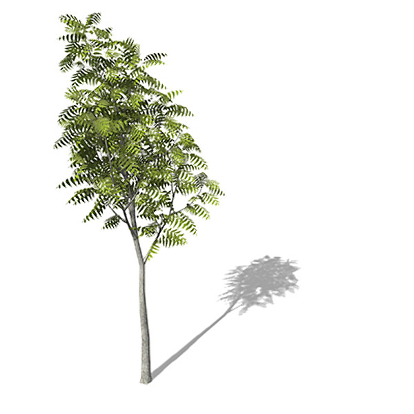3d model of xfrogplants little walnut tree - XfrogPlants Little Walnut by xfrog