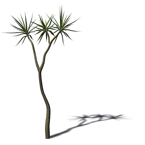 3d model of xfrogplants tree aloe - XfrogPlants Tree Aloe by xfrog