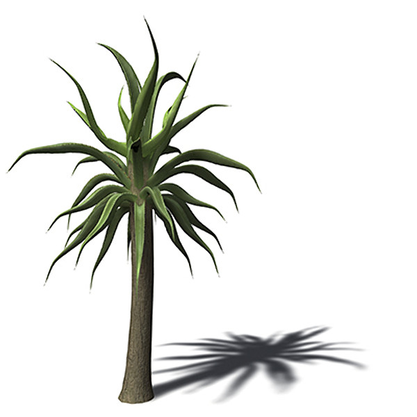 3d model of xfrogplants tree aloe - XfrogPlants Tree Aloe by xfrog