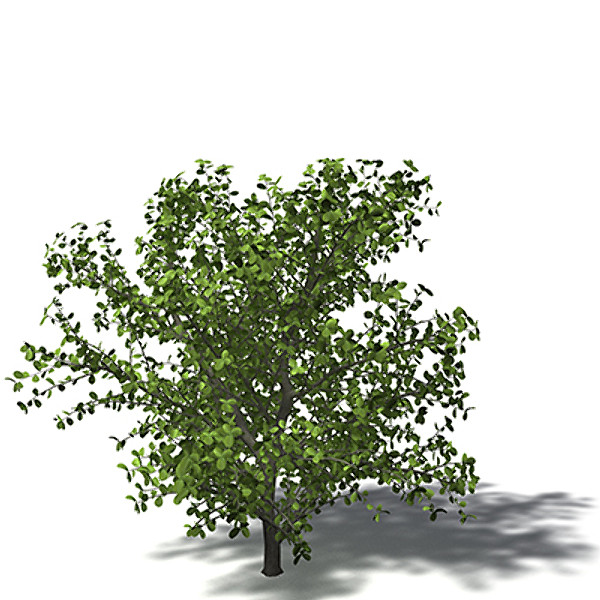 3d model xfrogplants kei apple tree - XfrogPlants Kei Apple by xfrog