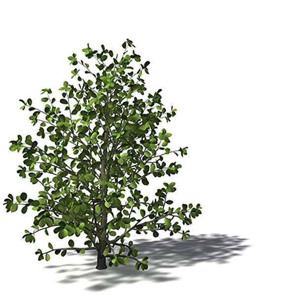 3d model xfrogplants kei apple tree - XfrogPlants Kei Apple by xfrog