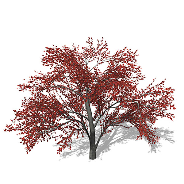 3ds xfrogplants autumn serviceberry - XfrogPlants Autumn Serviceberry by xfrog
