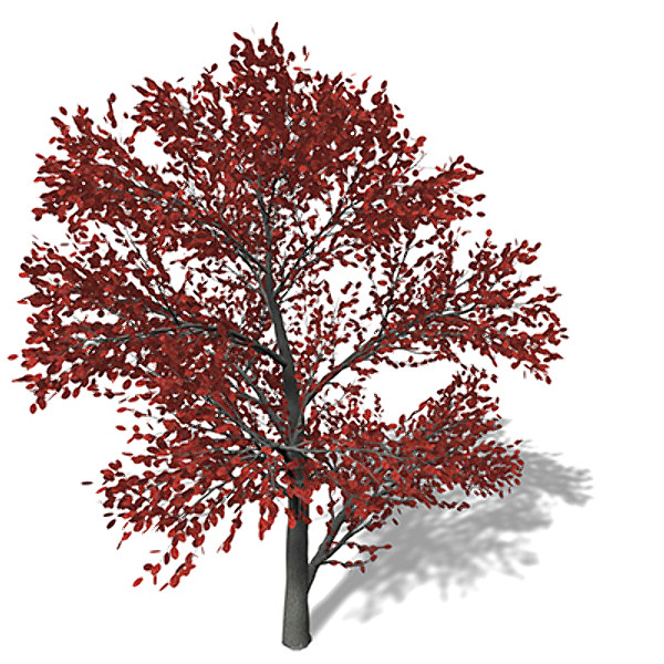 3ds xfrogplants autumn serviceberry - XfrogPlants Autumn Serviceberry by xfrog