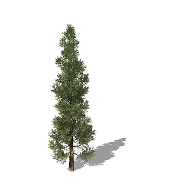 xfrogplants incense cedar tree 3d model - XfrogPlants Incense Cedar by xfrog
