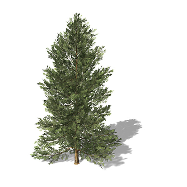 xfrogplants incense cedar tree 3d model - XfrogPlants Incense Cedar by xfrog