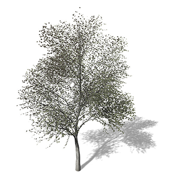 3d model xfrogplants white poplar tree - XfrogPlants White Poplar by xfrog
